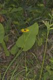 Orange Coneflower, Rudbeckia tenax