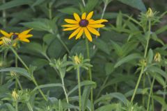 Orange Coneflower, Rudbeckia tenax
