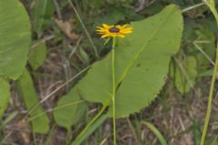 Orange Coneflower, Rudbeckia tenax