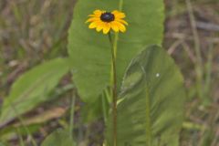 Orange Coneflower, Rudbeckia tenax