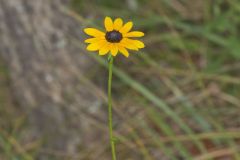 Orange Coneflower, Rudbeckia tenax