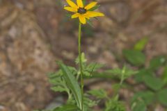 Orange Coneflower, Rudbeckia tenax