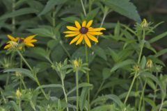 Orange Coneflower, Rudbeckia tenax