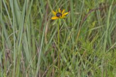 Orange Coneflower, Rudbeckia tenax