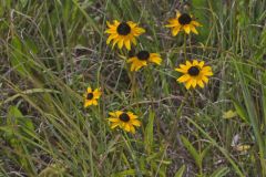 Orange Coneflower, Rudbeckia tenax