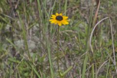 Orange Coneflower, Rudbeckia tenax