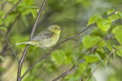 Orange-crowned Warbler, Vermivora celata
