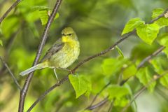 Orange-crowned Warbler, Vermivora celata