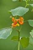 Orange Jewelweed, Impatiens capensis