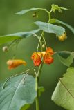 Orange Jewelweed, Impatiens capensis