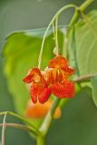 Orange Jewelweed, Impatiens capensis