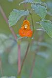 Orange Jewelweed, Impatiens capensis