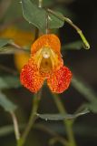 Orange Jewelweed, Impatiens capensis