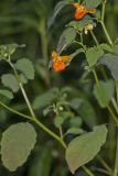 Orange Jewelweed, Impatiens capensis