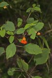 Orange Jewelweed, Impatiens capensis
