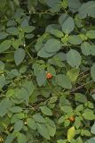 Orange Jewelweed, Impatiens capensis