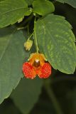 Orange Jewelweed, Impatiens capensis