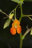 Orange Jewelweed, Impatiens capensis