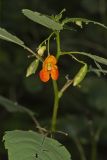 Orange Jewelweed, Impatiens capensis