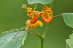 Orange Jewelweed, Impatiens capensis