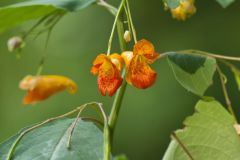 Orange Jewelweed, Impatiens capensis