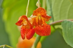 Orange Jewelweed, Impatiens capensis