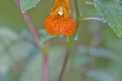 Orange Jewelweed, Impatiens capensis