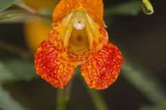 Orange Jewelweed, Impatiens capensis