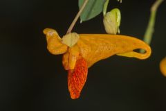 Orange Jewelweed, Impatiens capensis Orange Jewelweed, Impatiens capensis