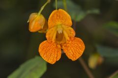 Orange Jewelweed, Impatiens capensis