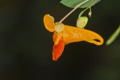 Orange Jewelweed, Impatiens capensis