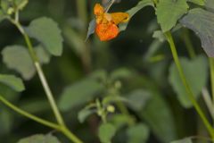 Orange Jewelweed, Impatiens capensis Orange Jewelweed, Impatiens capensis