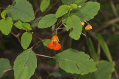 Orange Jewelweed, Impatiens capensis Orange Jewelweed, Impatiens capensis