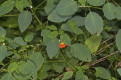 Orange Jewelweed, Impatiens capensis Orange Jewelweed, Impatiens capensis