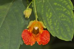 Orange Jewelweed, Impatiens capensis Orange Jewelweed, Impatiens capensis
