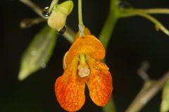 Orange Jewelweed, Impatiens capensis Orange Jewelweed, Impatiens capensis