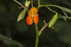 Orange Jewelweed, Impatiens capensis Orange Jewelweed, Impatiens capensis