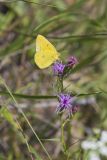 Orange Sulphur, Colias eurytheme