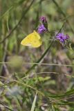 Orange Sulphur, Colias eurytheme