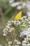Orange Sulphur, Colias eurytheme