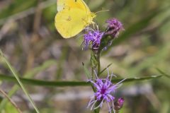 Orange Sulphur, Colias eurytheme