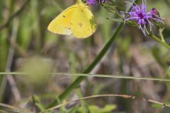 Orange Sulphur, Colias eurytheme