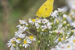 Orange Sulphur, Colias eurytheme