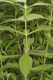 Orangefruit Horse-gentian,Triosteum aurantiacum