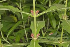 Orangefruit Horse-gentian