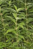 Orangefruit Horse-gentian,Triosteum aurantiacum