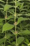 Orangefruit Horse-gentian,Triosteum aurantiacum