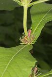 Orangefruit Horse-gentian,Triosteum aurantiacum