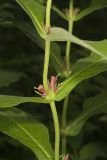 Orangefruit Horse-gentian,Triosteum aurantiacum