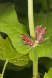 Orangefruit Horse-gentian,Triosteum aurantiacum